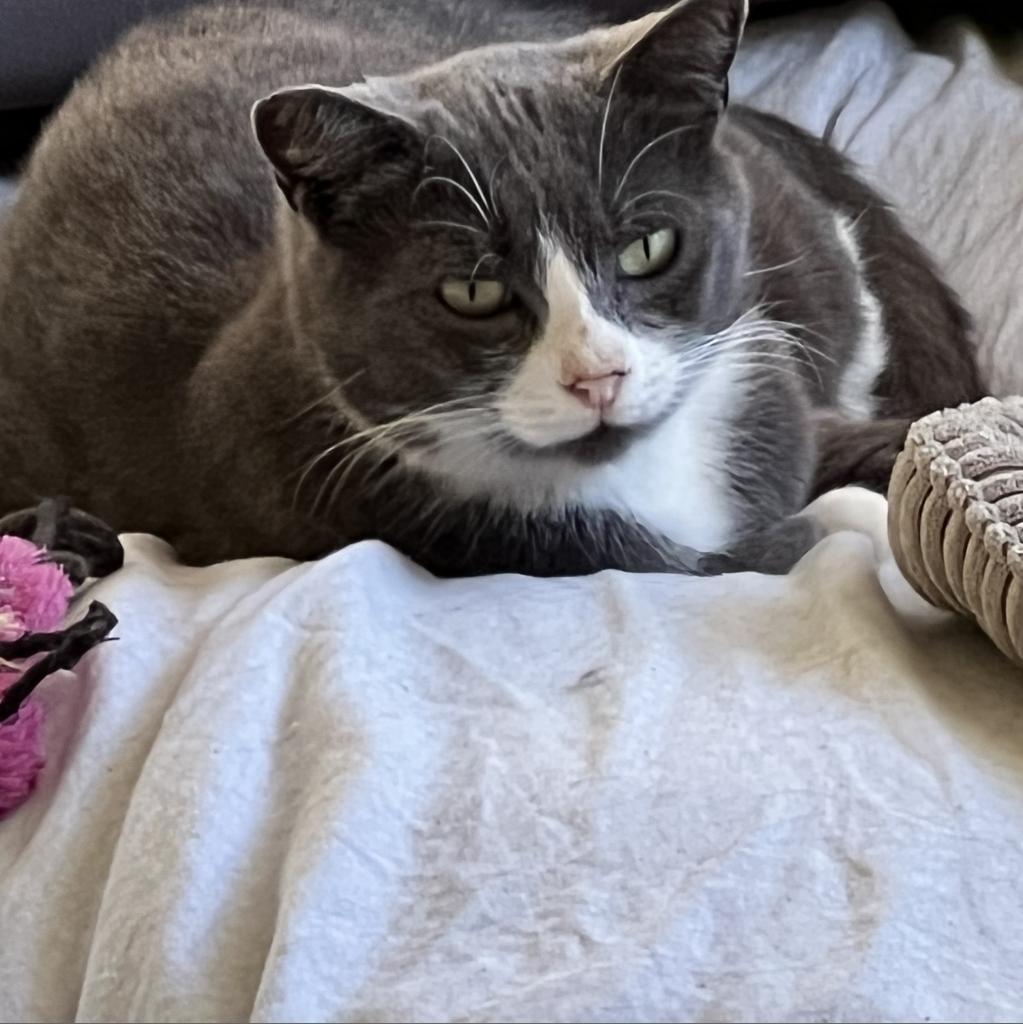 Socks, a Adoptable Domestic Short Hair in Los Angeles, CA image 2/2