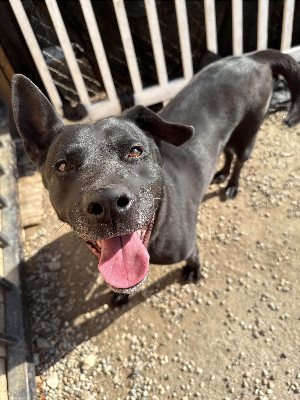 Enlarge LILAH, a Adoptable mixed breed in Portland , OR image 2/5