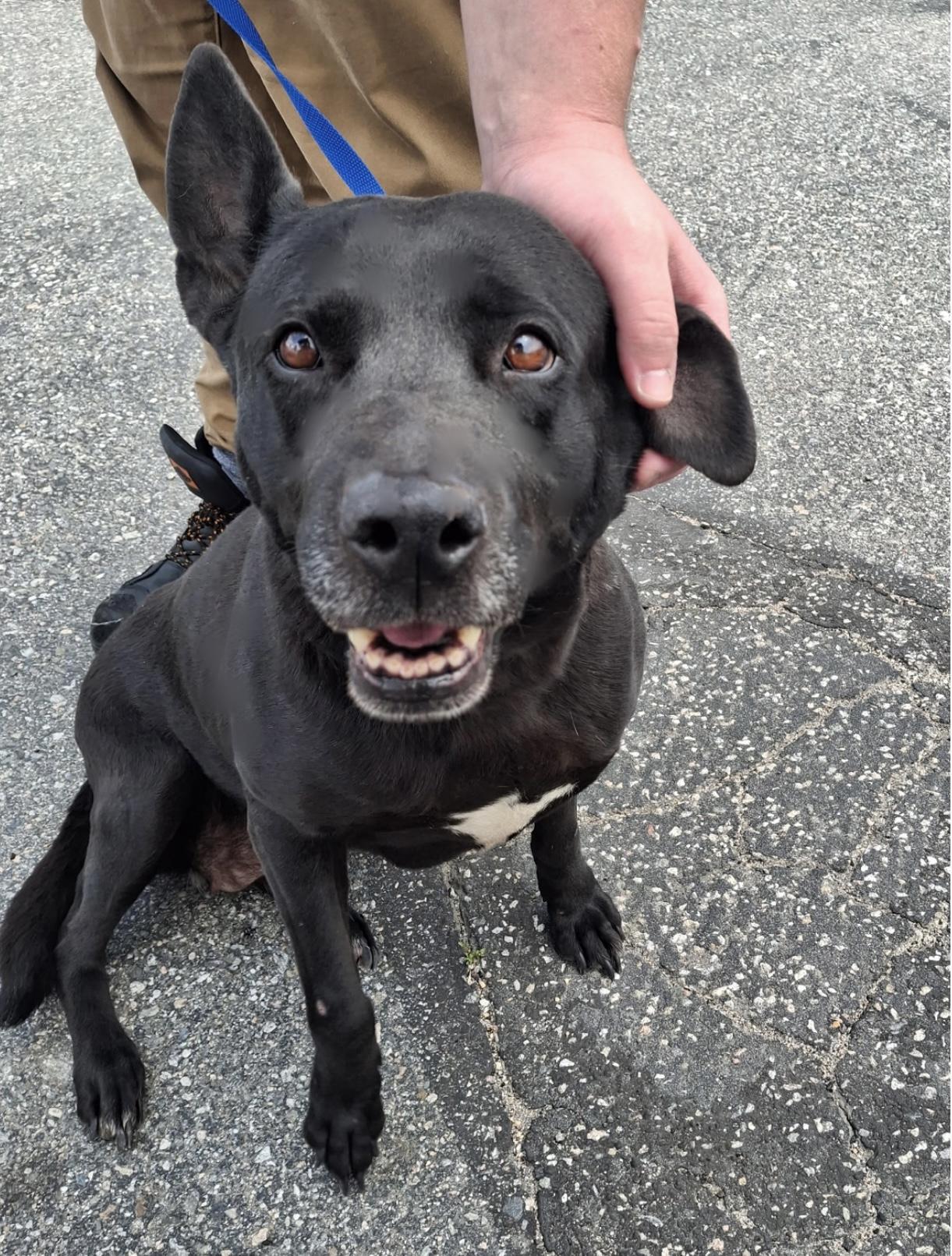 LILAH, Adoptable, Senior Female Labrador Retriever & Pit Bull Terrier.