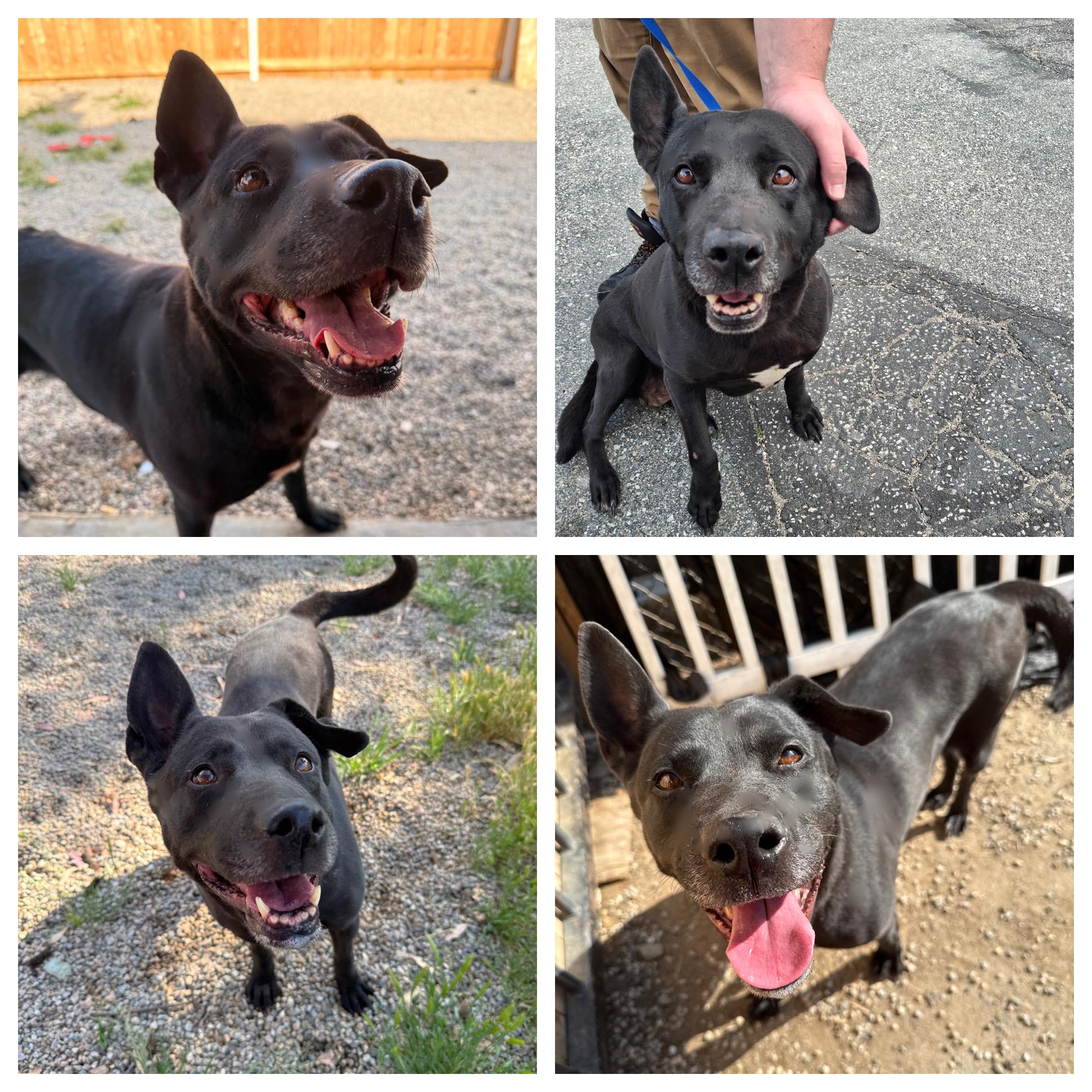 Enlarge LILAH, a Adoptable mixed breed in Portland , OR image 3/5