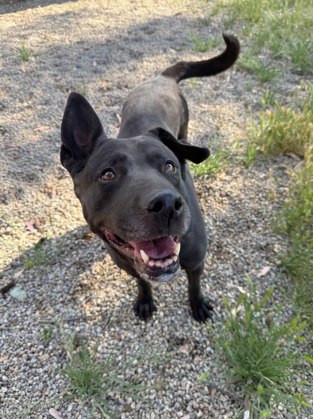 Enlarge LILAH, a Adoptable mixed breed in Portland , OR image 4/5