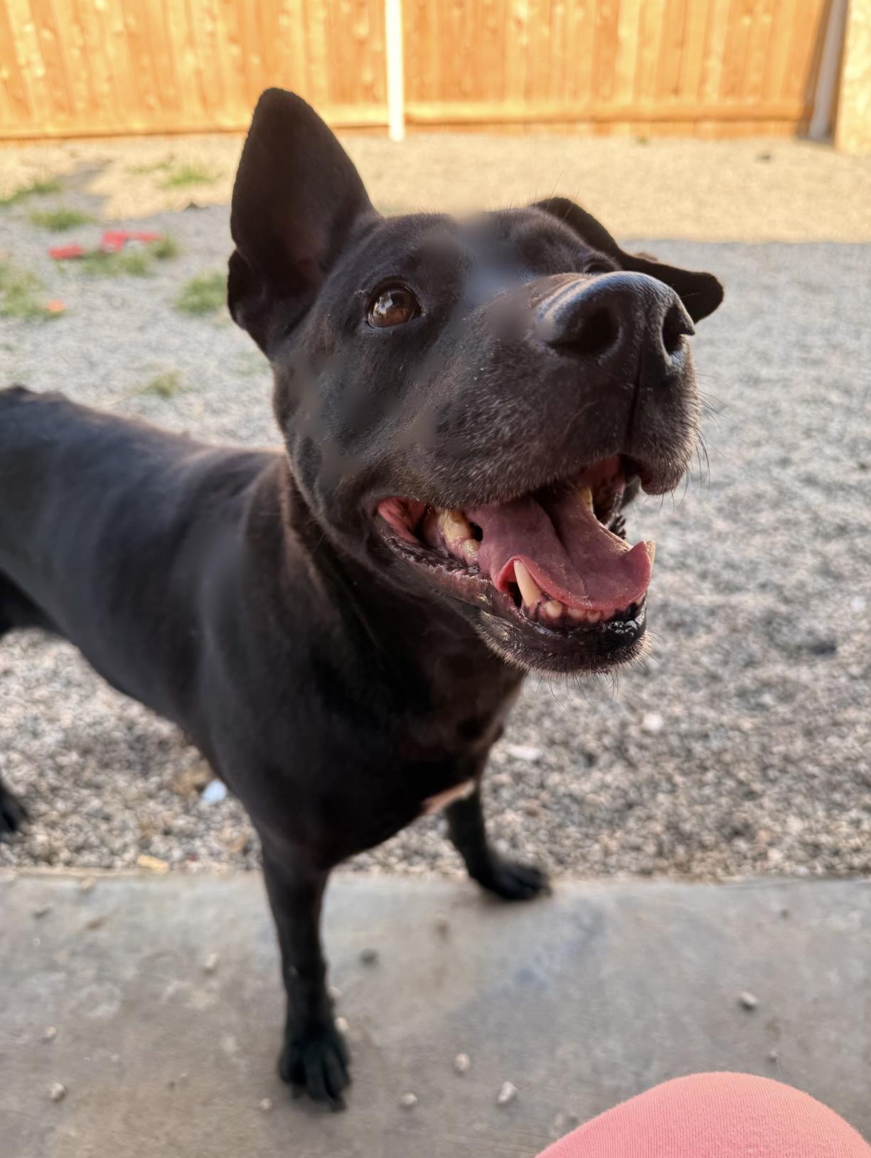 Enlarge LILAH, a Adoptable mixed breed in Portland , OR image 5/5