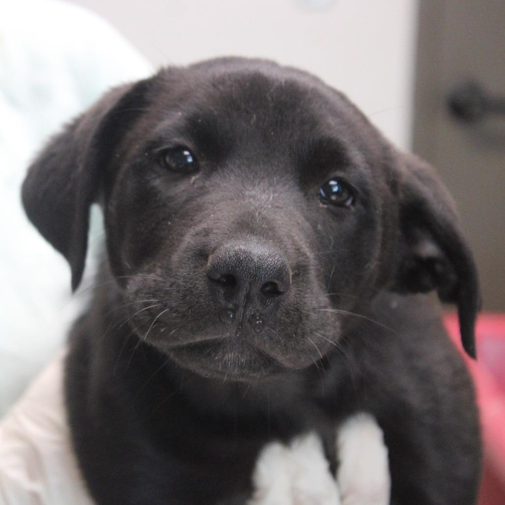 Blue, Adoptable, Puppy Female Retriever & Shepherd.