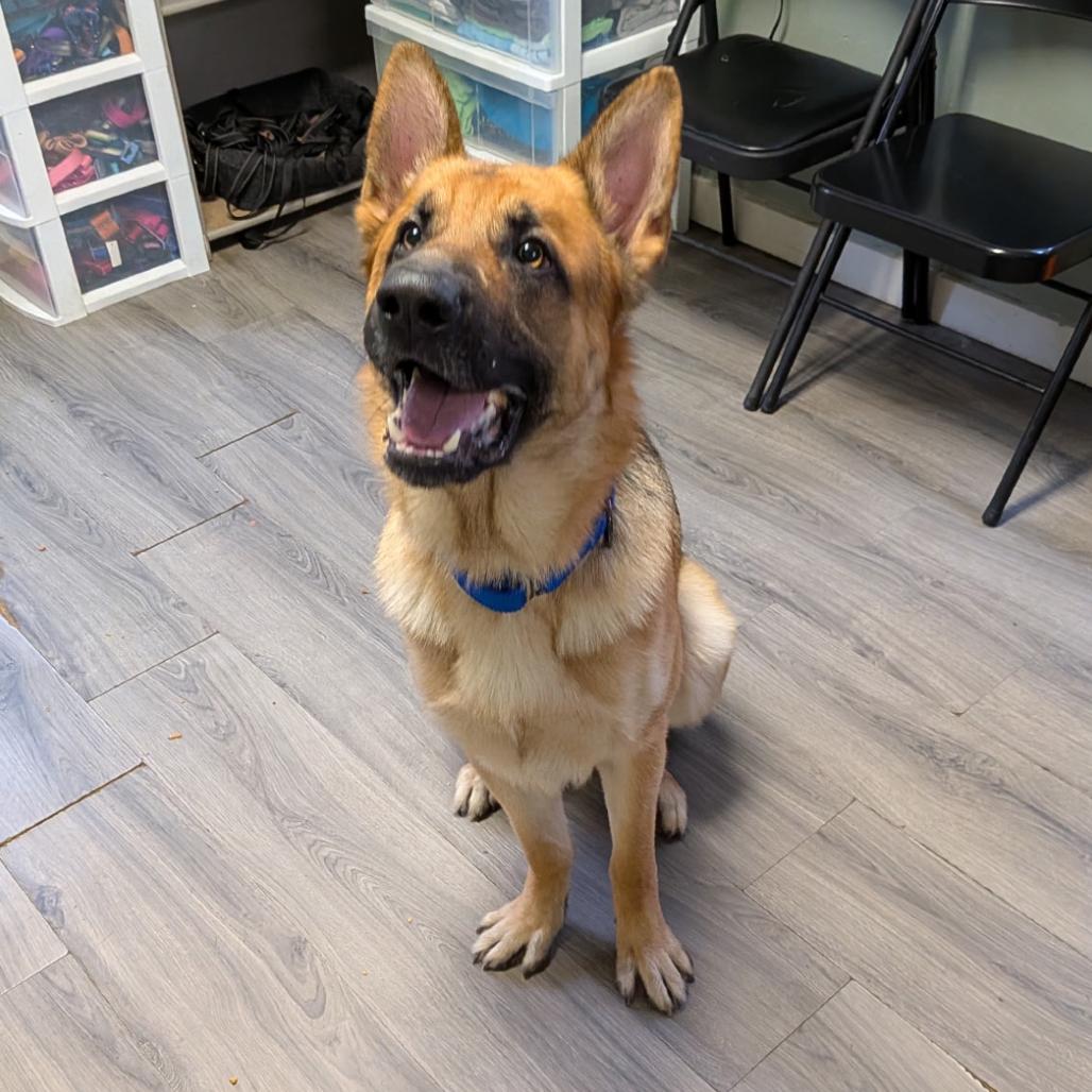 Rex, Adoptable, Young Male German Shepherd Dog.