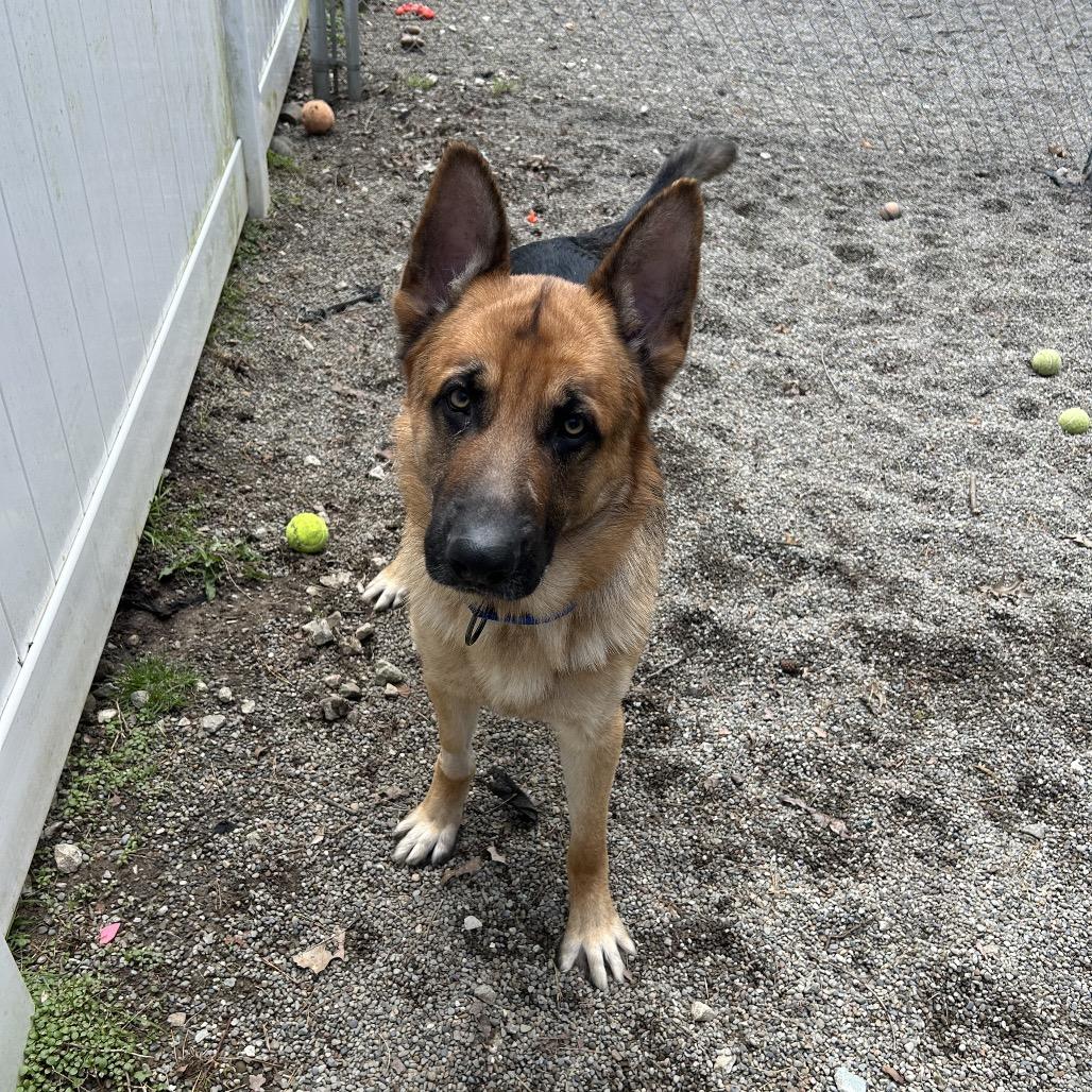 Enlarge Rex, a Adoptable German Shepherd Dog in Greenville, PA image 2/2