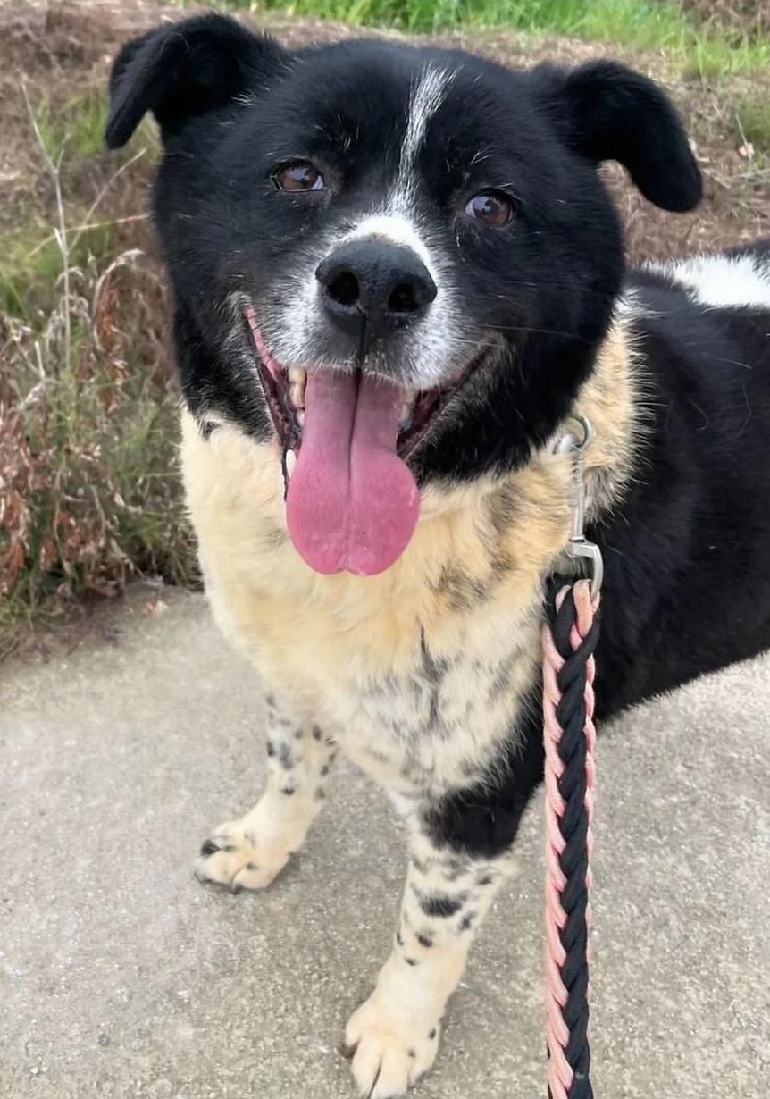 Moonshine (Moonie), an adoptable Border Collie, Jindo in Colorado Springs, CO, 80924 | Photo Image 2