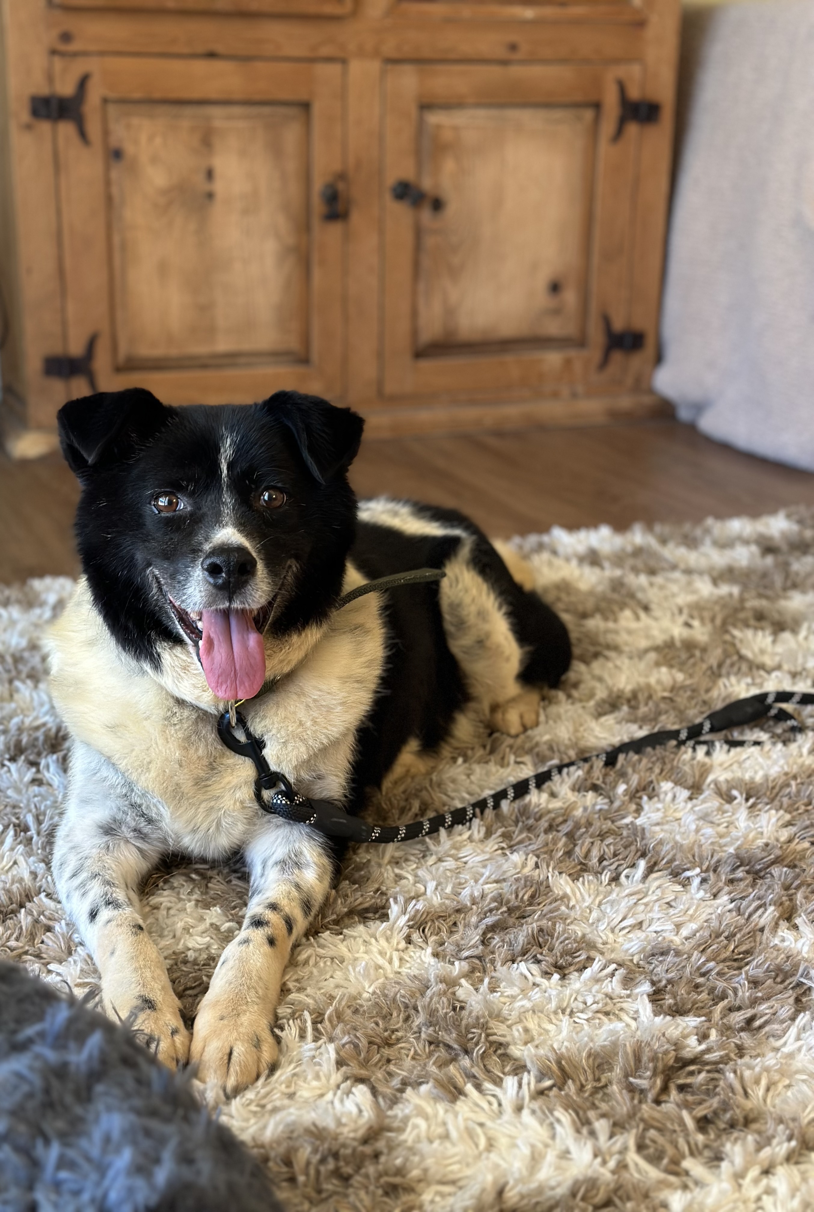 Moonshine (Moonie), an adoptable Border Collie, Jindo in Colorado Springs, CO, 80924 | Photo Image 3