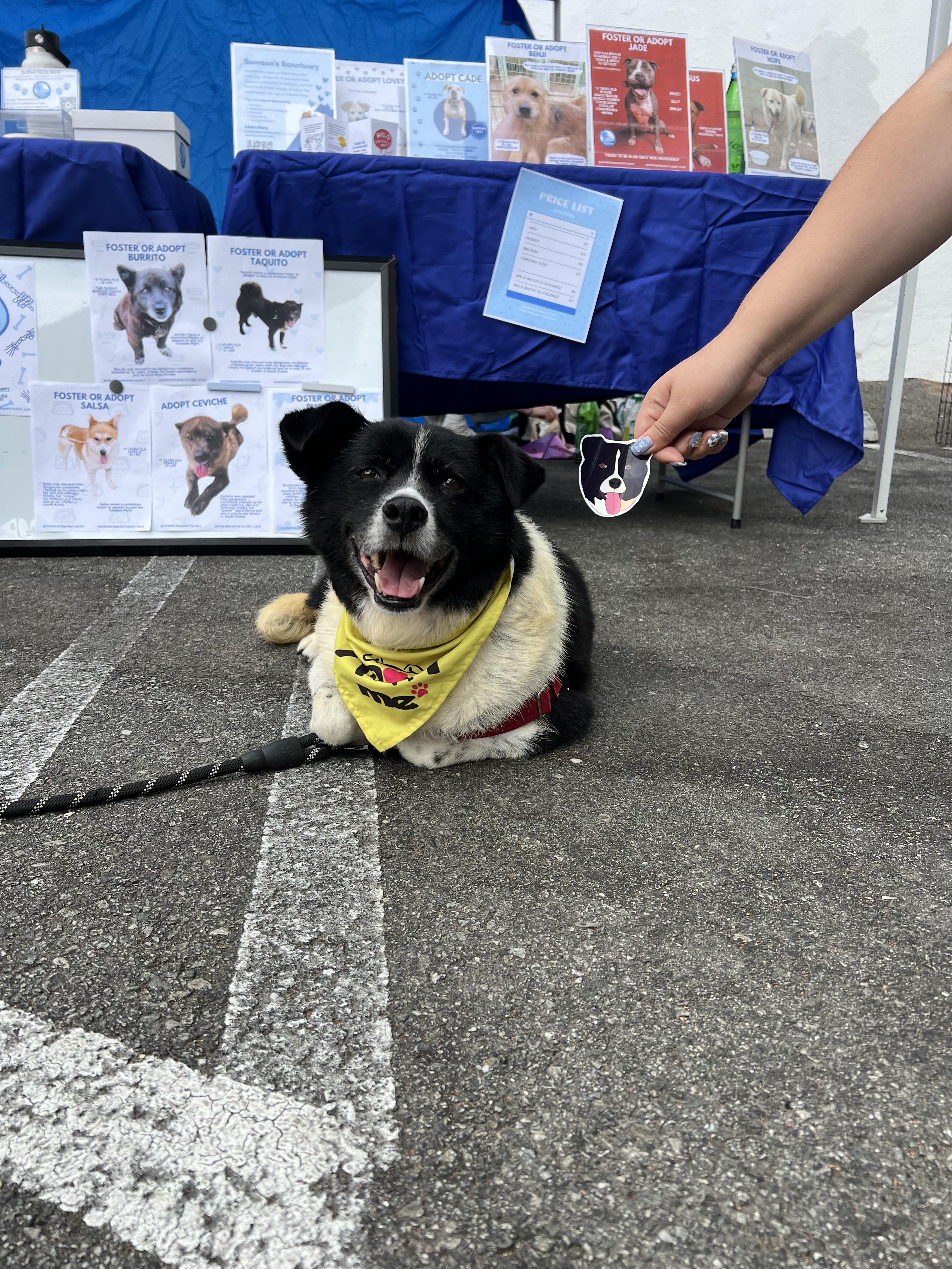 Moonshine (Moonie), an adoptable Border Collie, Jindo in Colorado Springs, CO, 80924 | Photo Image 6