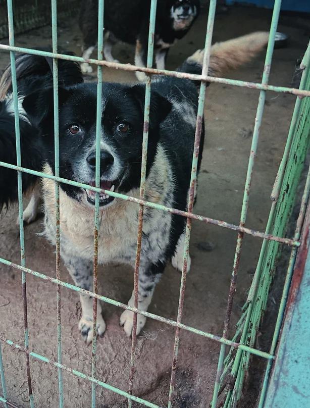 Moonshine (Moonie), an adoptable Border Collie, Jindo in Colorado Springs, CO, 80924 | Photo Image 4