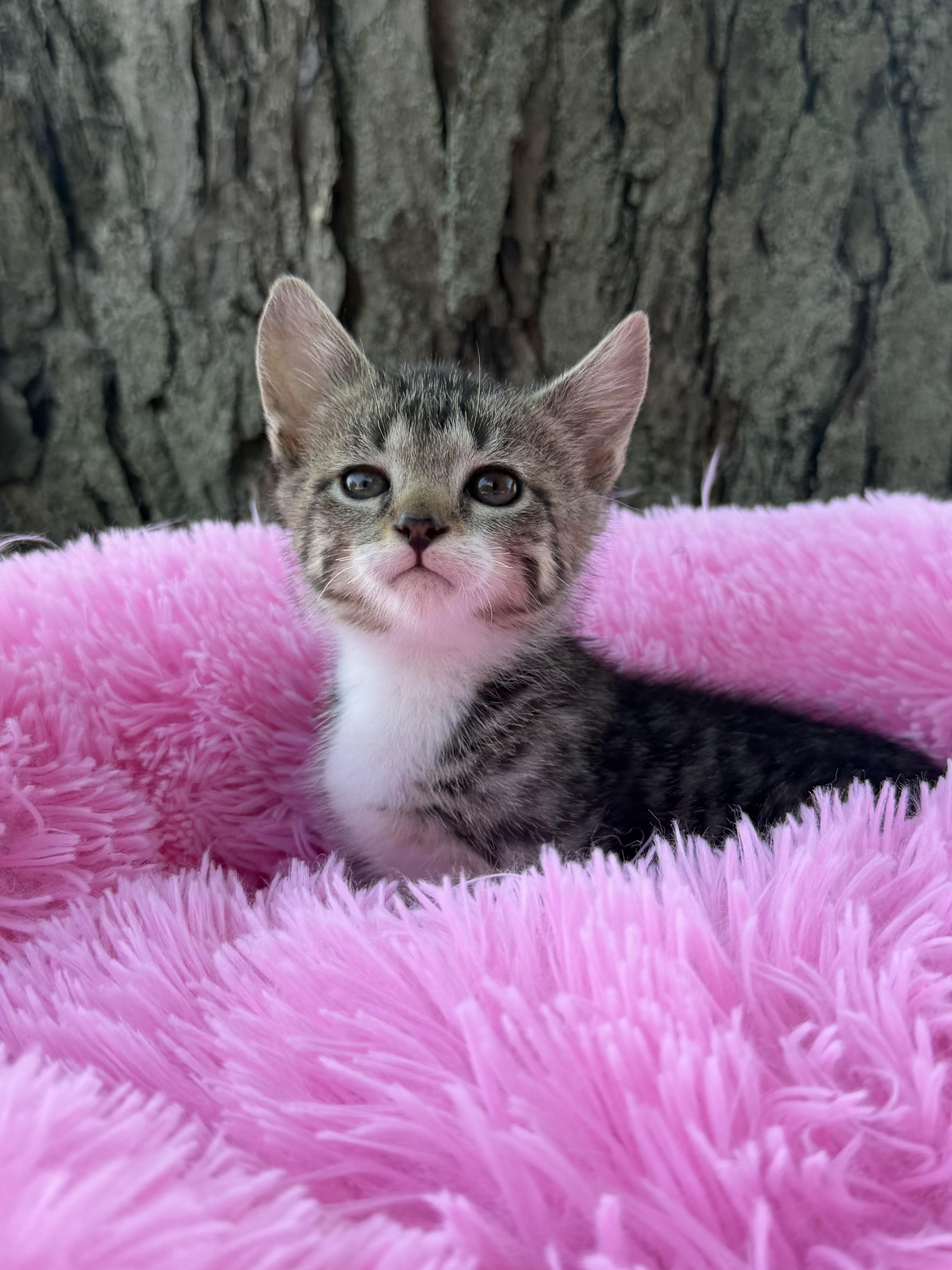 Kibble, Adopted, Kitten Male Domestic Short Hair.