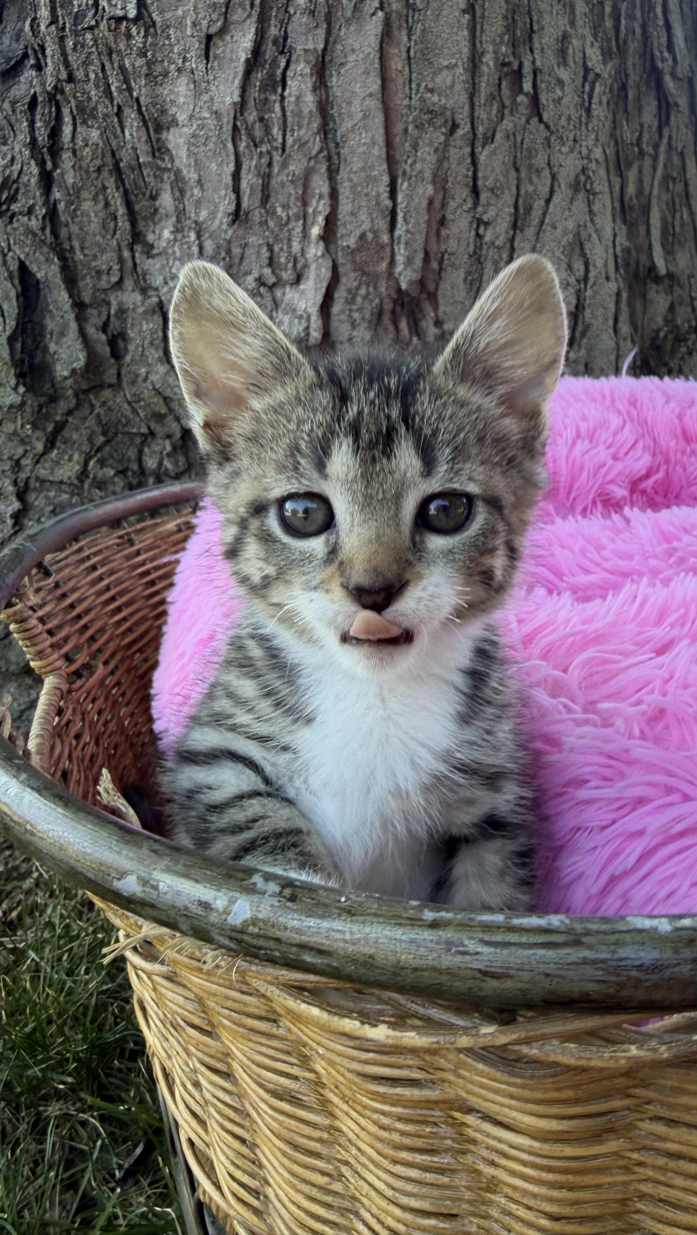 Enlarge Kibble, a Adopted Domestic Short Hair in Crown Point, IN image 3/3
