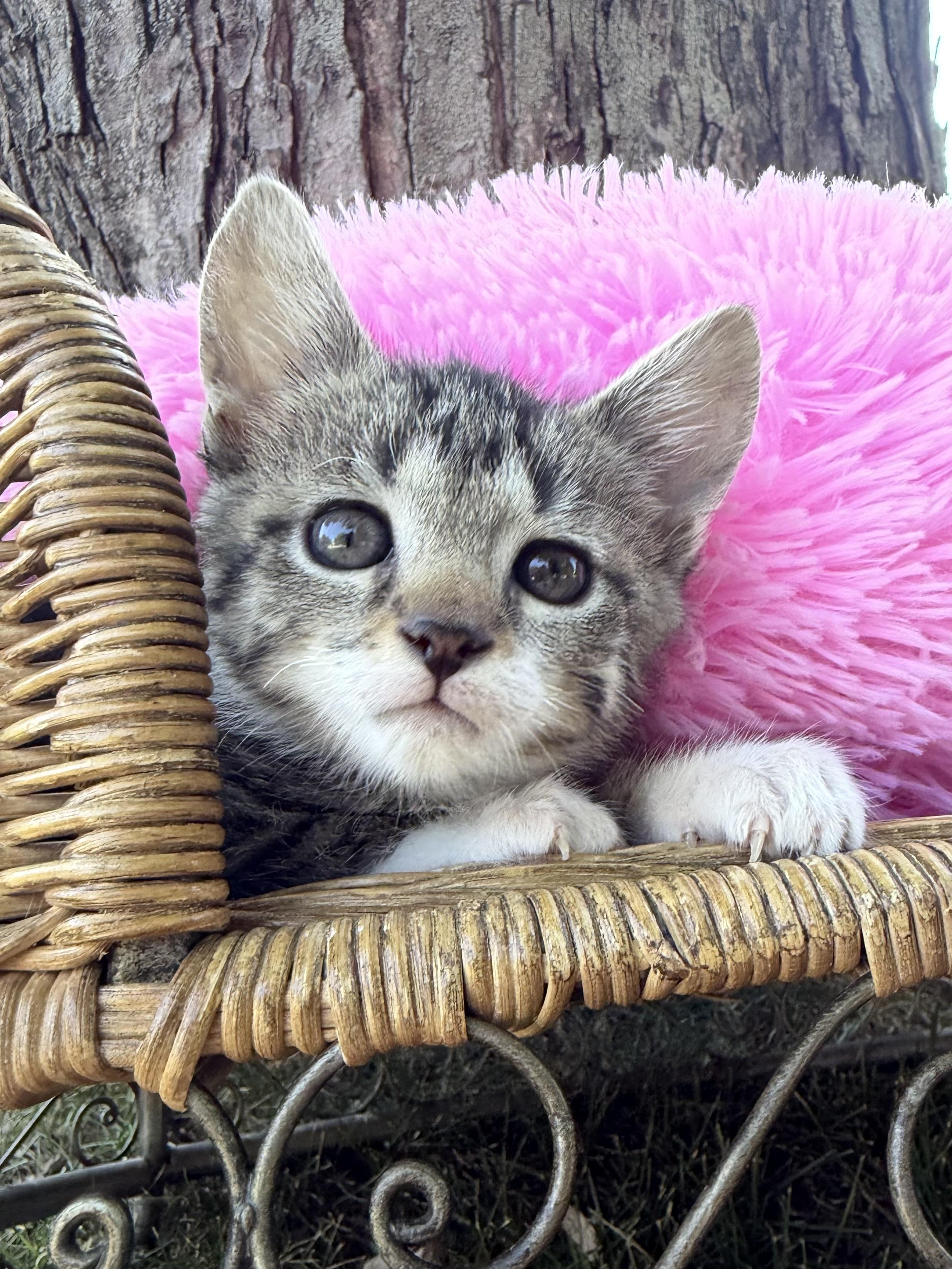 Enlarge Kibble, a Adopted Domestic Short Hair in Crown Point, IN image 2/3