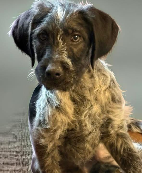 Enlarge Stevie, an adopted mixed breed in Woodbury, NJ image 3/3