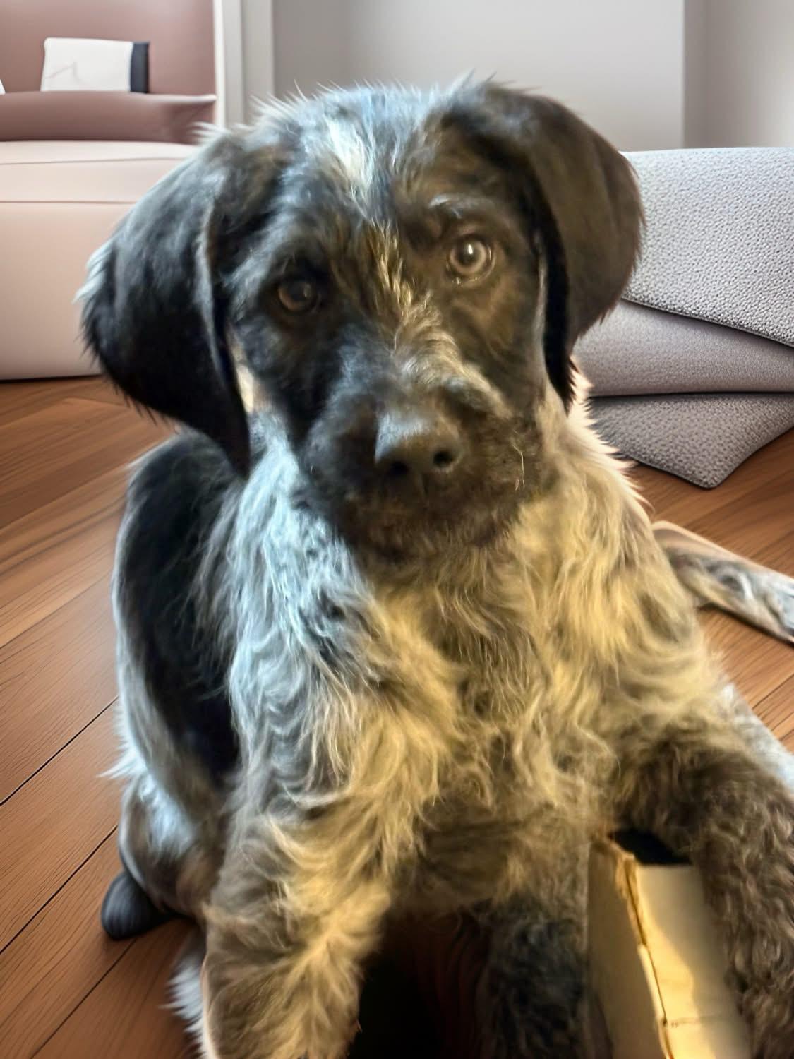 Stevie, adopted, Puppy Male Wirehaired Terrier & Poodle.
