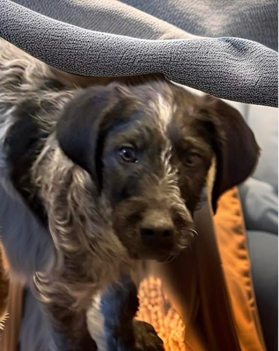 Enlarge Stevie, an adopted mixed breed in Woodbury, NJ image 2/3