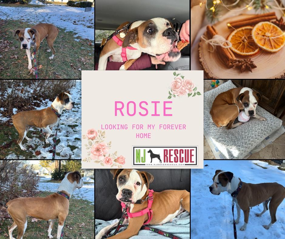 Rosie , an adopted Boxer in Middlesex, NJ image 2/2