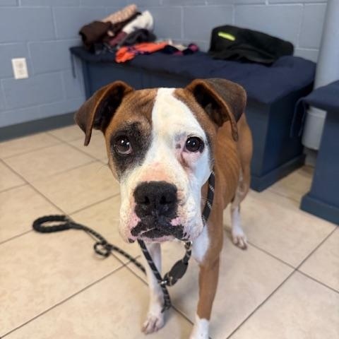 Rosie , adopted, Adult Female Boxer.