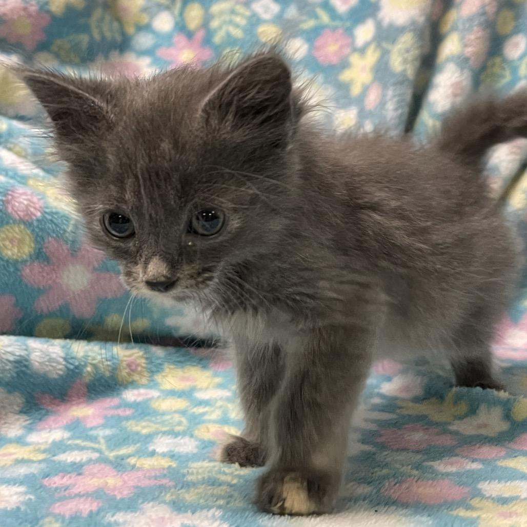 Enlarge KIT, an adopted Domestic Medium Hair in Graham, WA image 3/3