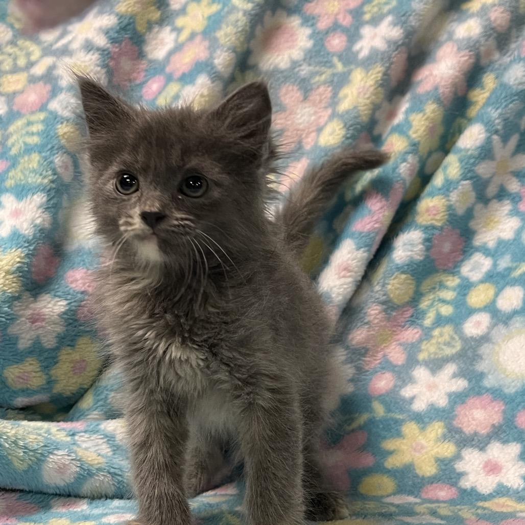 Enlarge KIT, an adopted Domestic Medium Hair in Graham, WA image 2/3