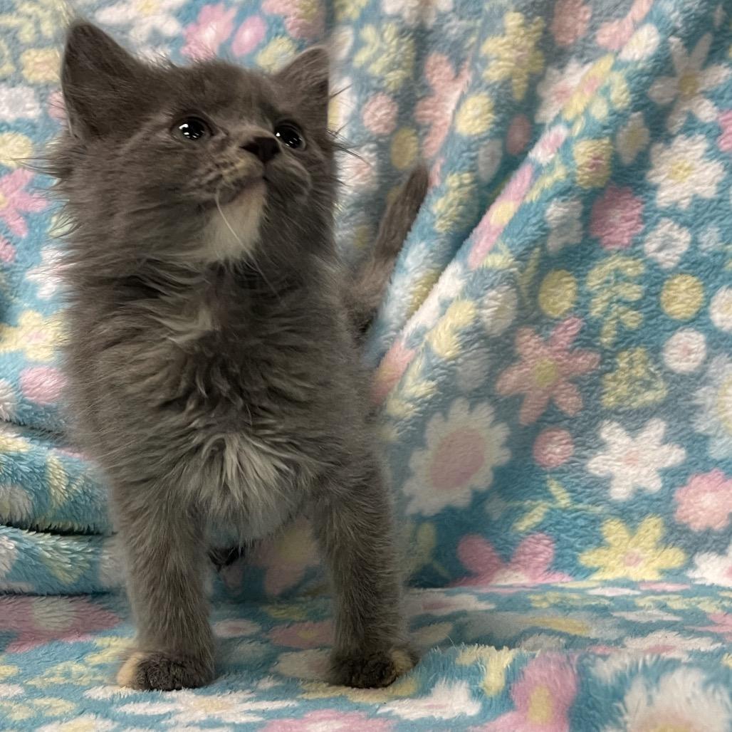 KIT, adopted, Kitten Female Domestic Medium Hair.