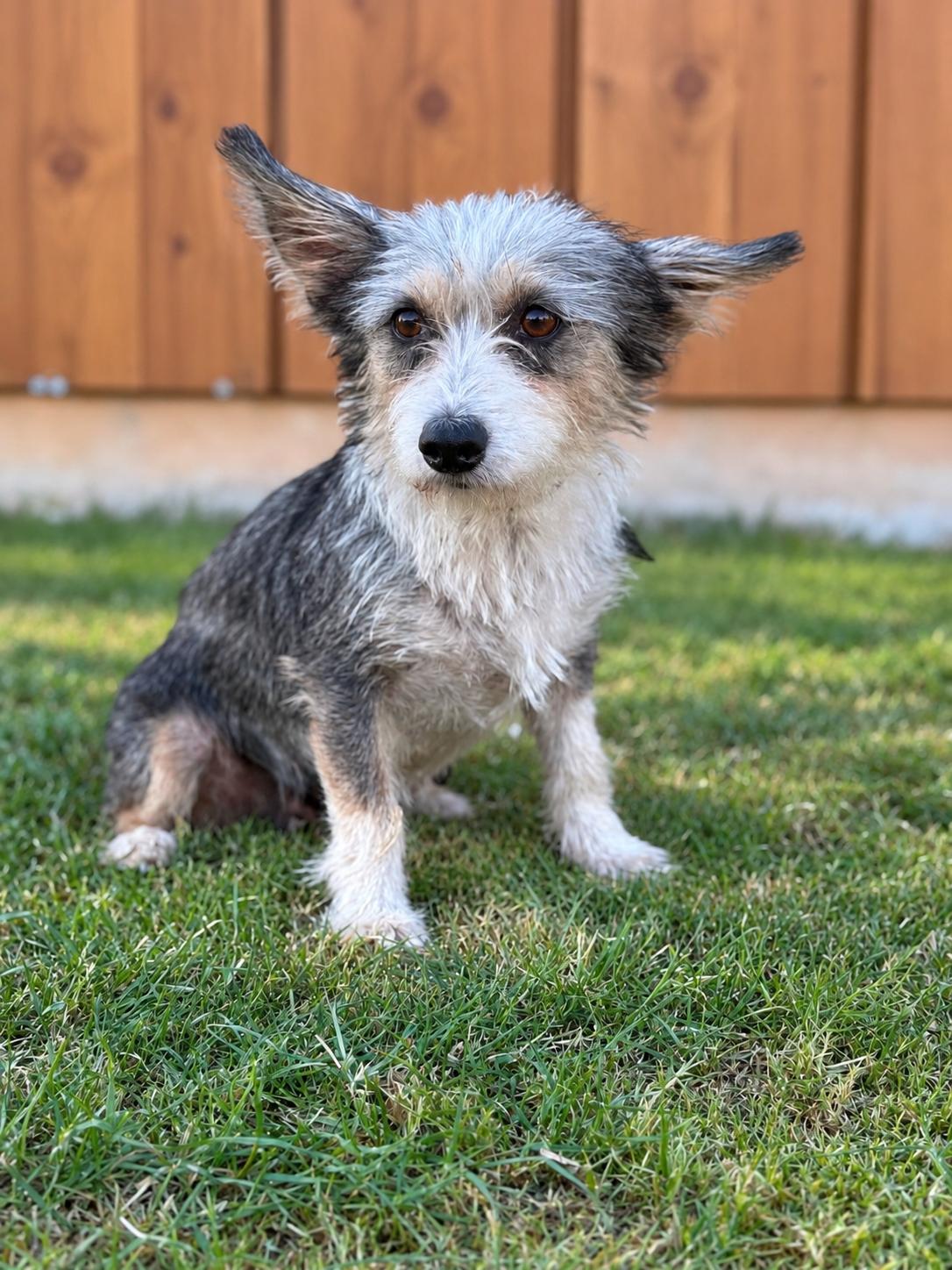 Lucia, Adoptable, Adult Female Yorkshire Terrier.