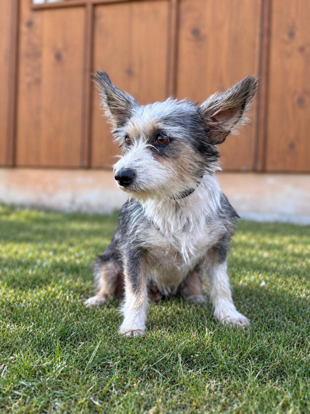 Enlarge Lucia, a Adoptable Yorkshire Terrier in Helotes, TX image 2/2