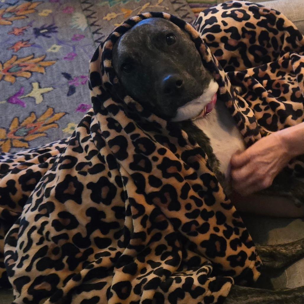 Birdie, Adoptable, Adult Female Pit Bull Terrier & Plott Hound.