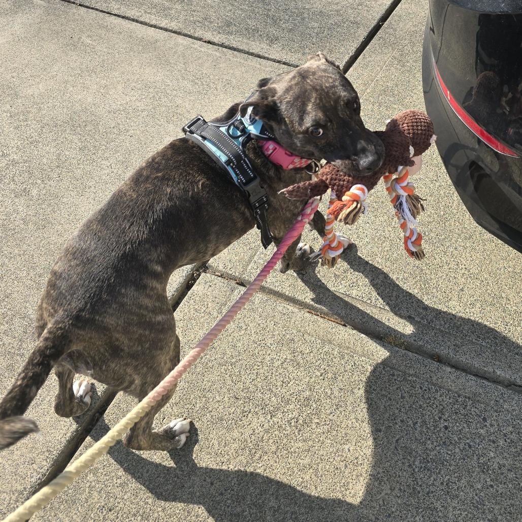 Birdie, a Adoptable mixed breed in Raleigh, NC image 2/6