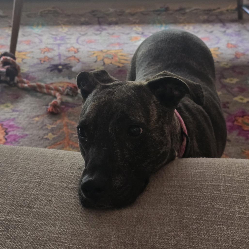 Birdie, a Adoptable mixed breed in Raleigh, NC image 3/6