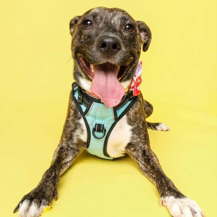 Birdie, a Adoptable mixed breed in Raleigh, NC image 4/6