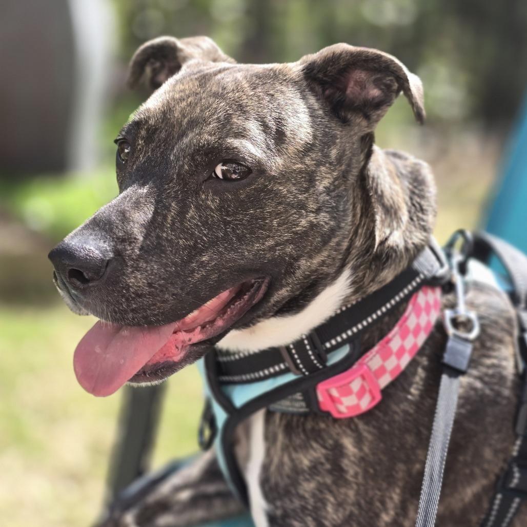 Birdie, a Adoptable mixed breed in Raleigh, NC image 5/6