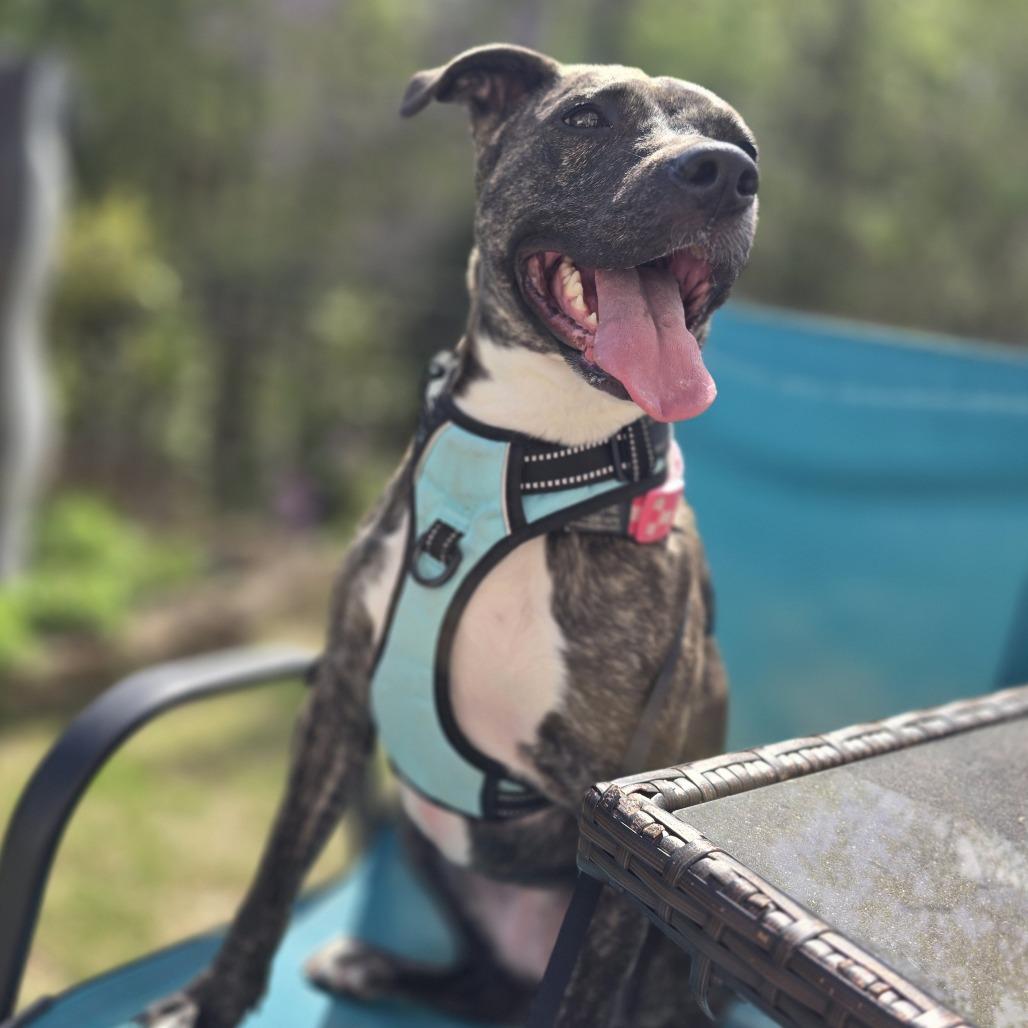 Birdie, a Adoptable mixed breed in Raleigh, NC image 6/6