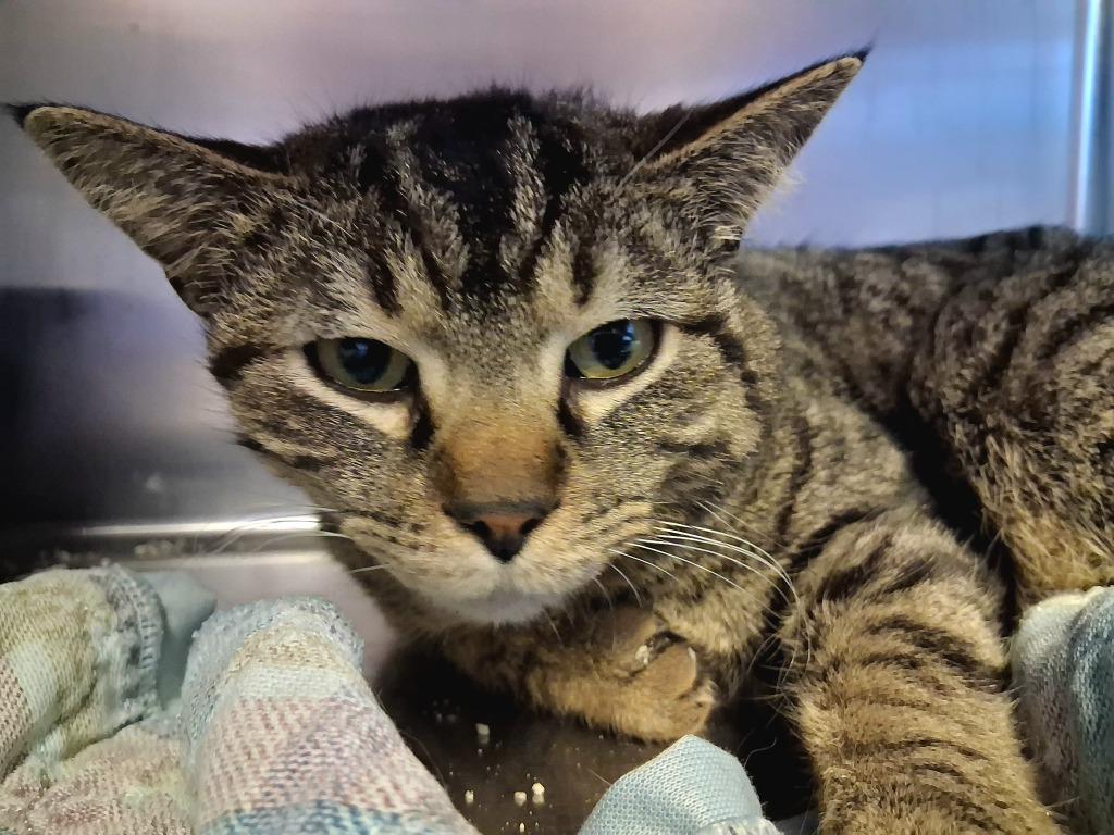 WISDOM, Adoptable, Young Male Domestic Short Hair.