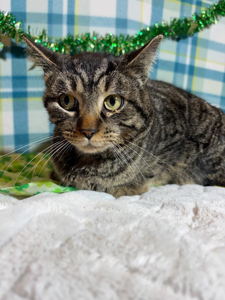 WISDOM, Adoptable, Young Male Domestic Short Hair.