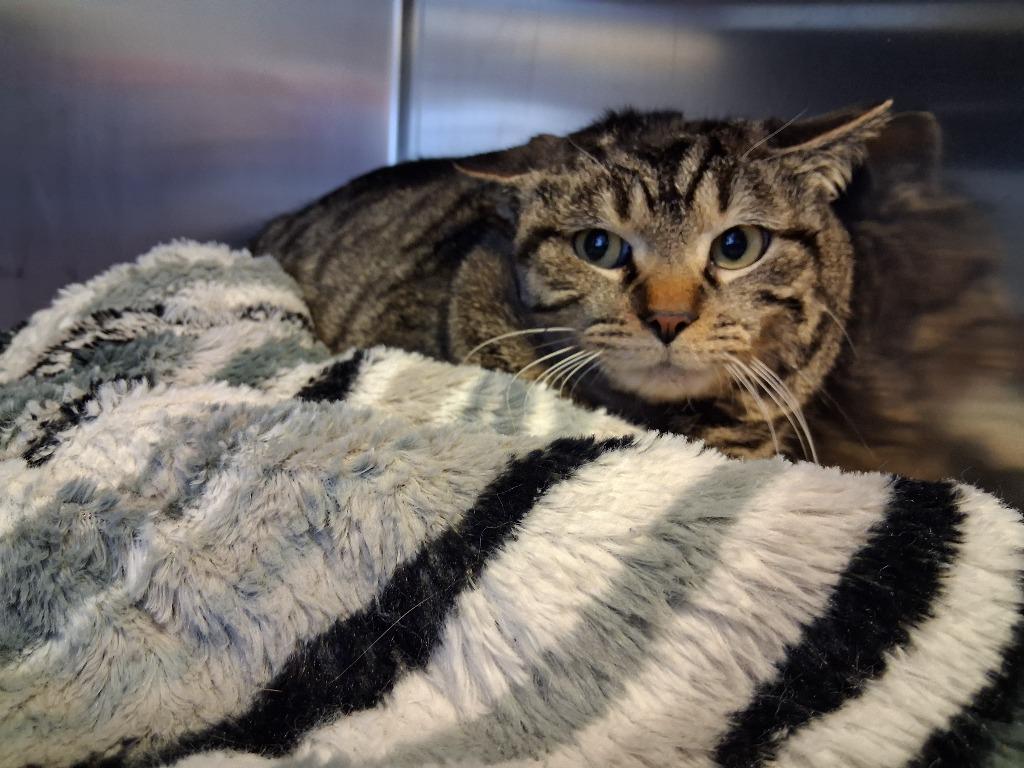 Enlarge WISDOM, a Adoptable mixed breed in Wintersville, OH image 4/6