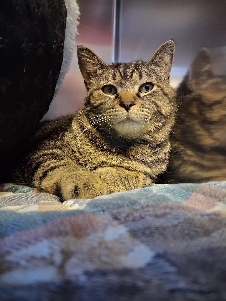 Enlarge WISDOM, a Adoptable mixed breed in Wintersville, OH image 4/6