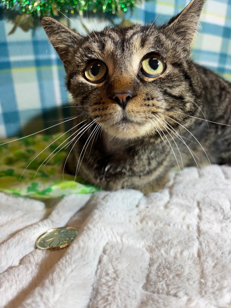 Enlarge WISDOM, a Adoptable mixed breed in Wintersville, OH image 5/6