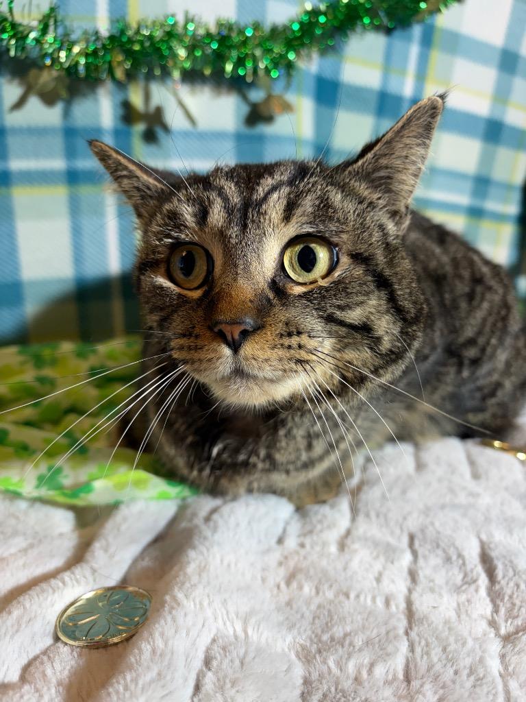 Enlarge WISDOM, a Adoptable mixed breed in Wintersville, OH image 6/6