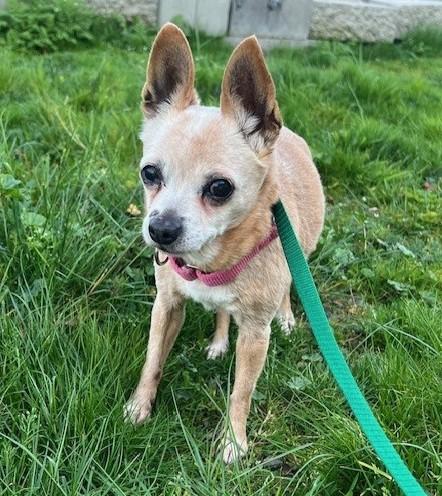 Dolly, adopted, Senior Female Chihuahua.