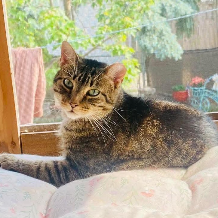 Clara, a Adoptable mixed breed in Chicago, IL image 1/6