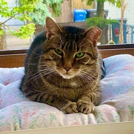 Clara, a Adoptable mixed breed in Chicago, IL image 2/6