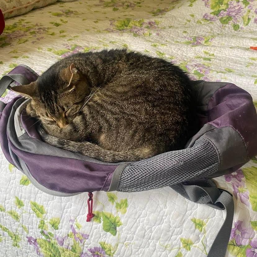 Clara, a Adoptable mixed breed in Chicago, IL image 3/6