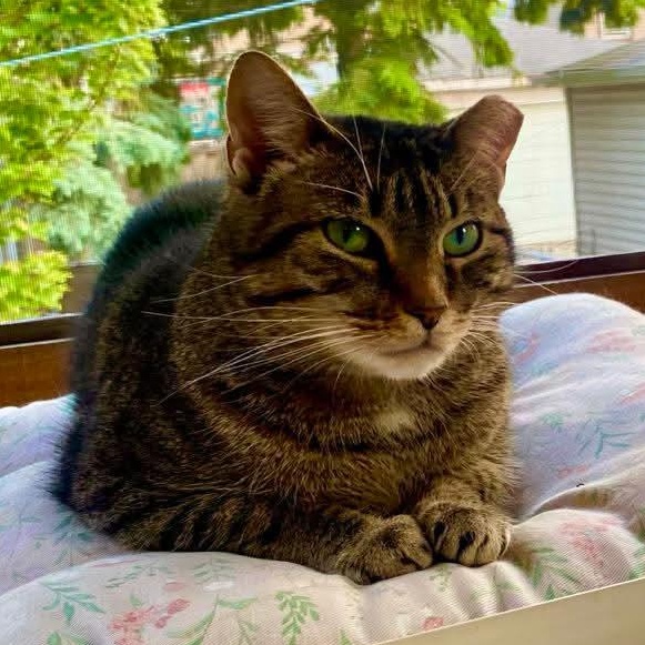 Clara, a Adoptable mixed breed in Chicago, IL image 4/6