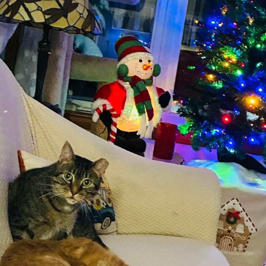 Clara, a Adoptable mixed breed in Chicago, IL image 5/6