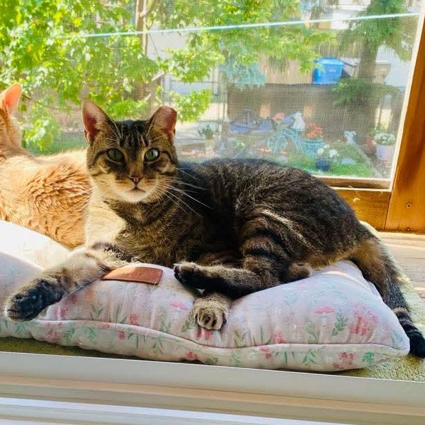 Clara, a Adoptable mixed breed in Chicago, IL image 6/6