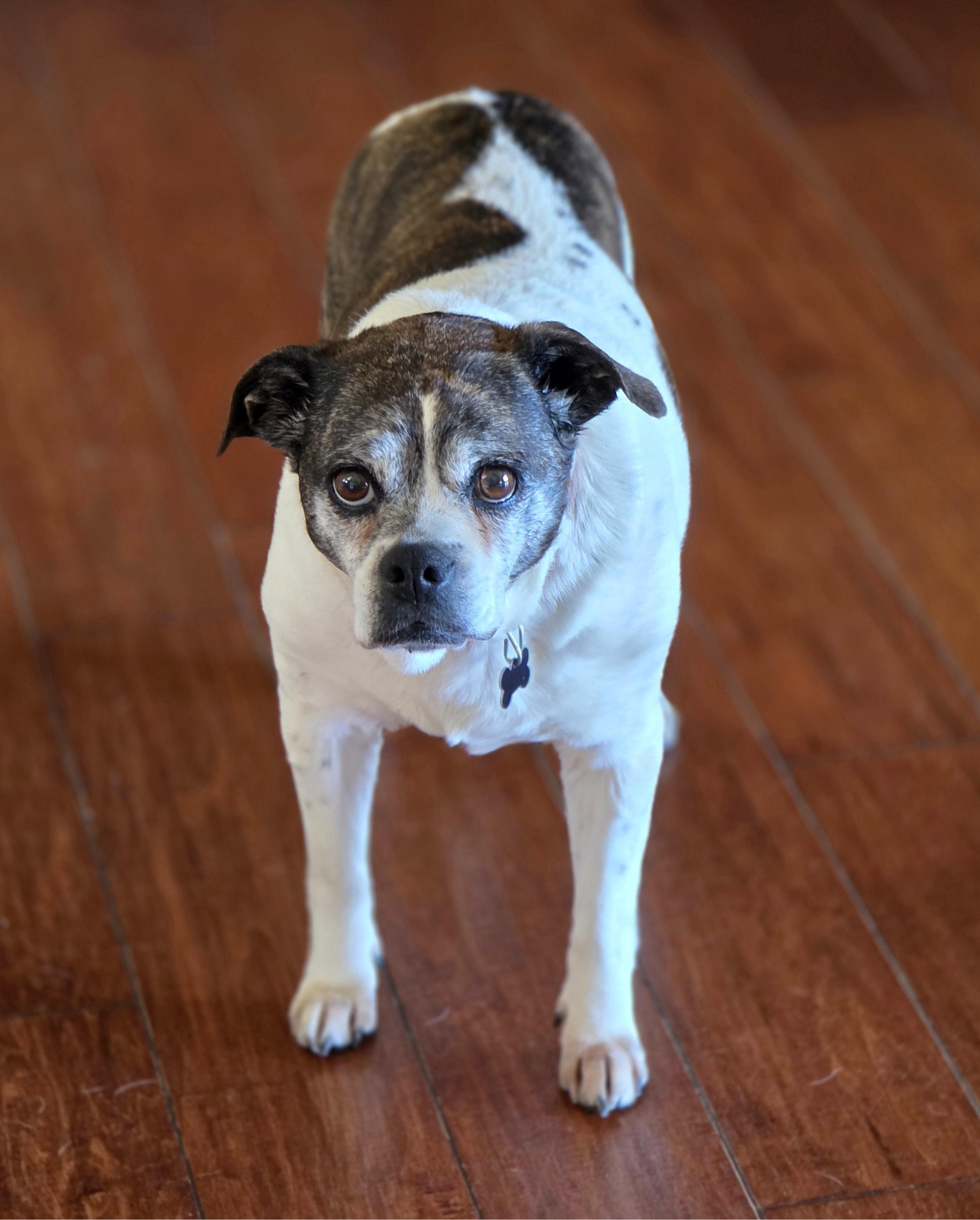 Enlarge Annie, a ADOPTABLE mixed breed in Lisbon, IA image 3/6