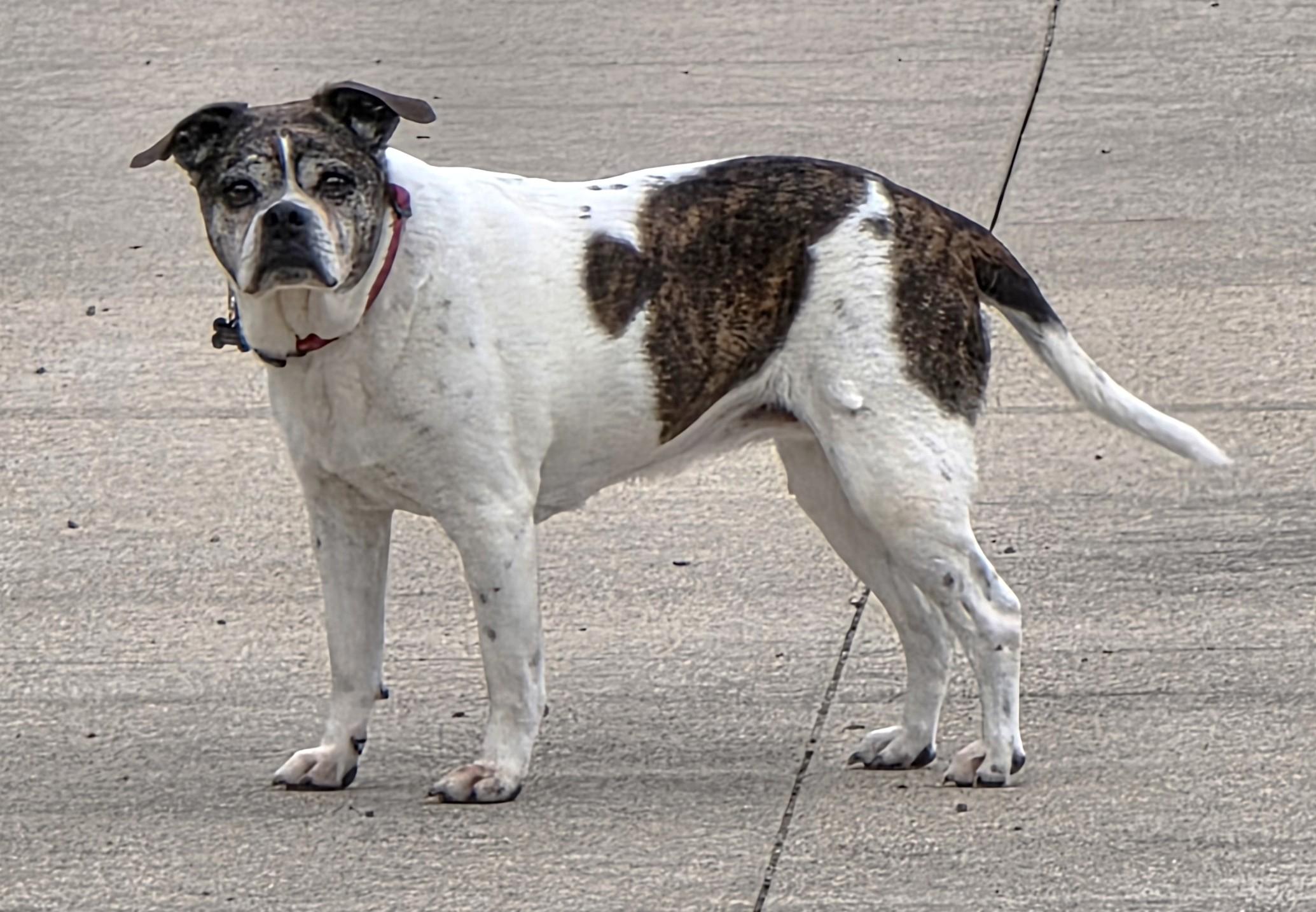 Enlarge Annie, a ADOPTABLE mixed breed in Lisbon, IA image 2/6