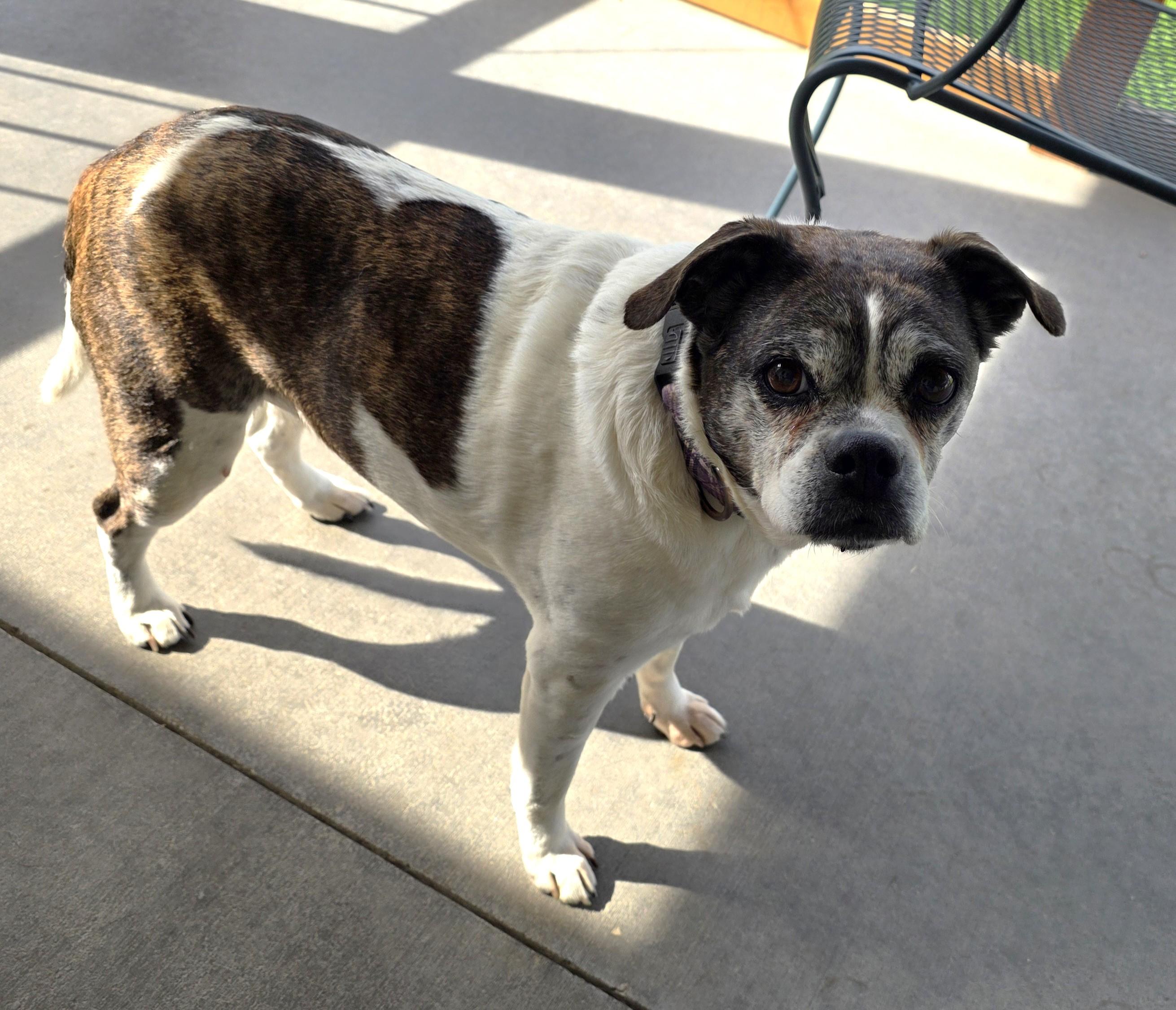 Enlarge Annie, a ADOPTABLE mixed breed in Lisbon, IA image 6/6