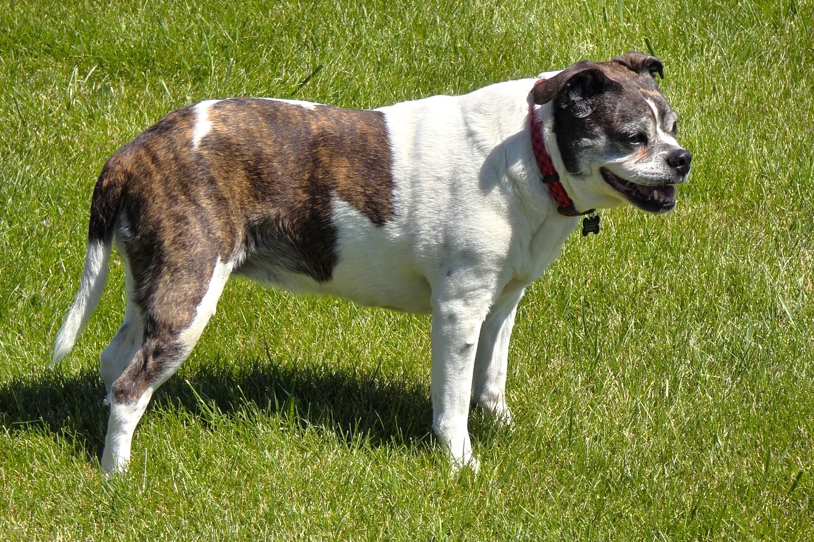 Enlarge Annie, a ADOPTABLE mixed breed in Lisbon, IA image 5/6