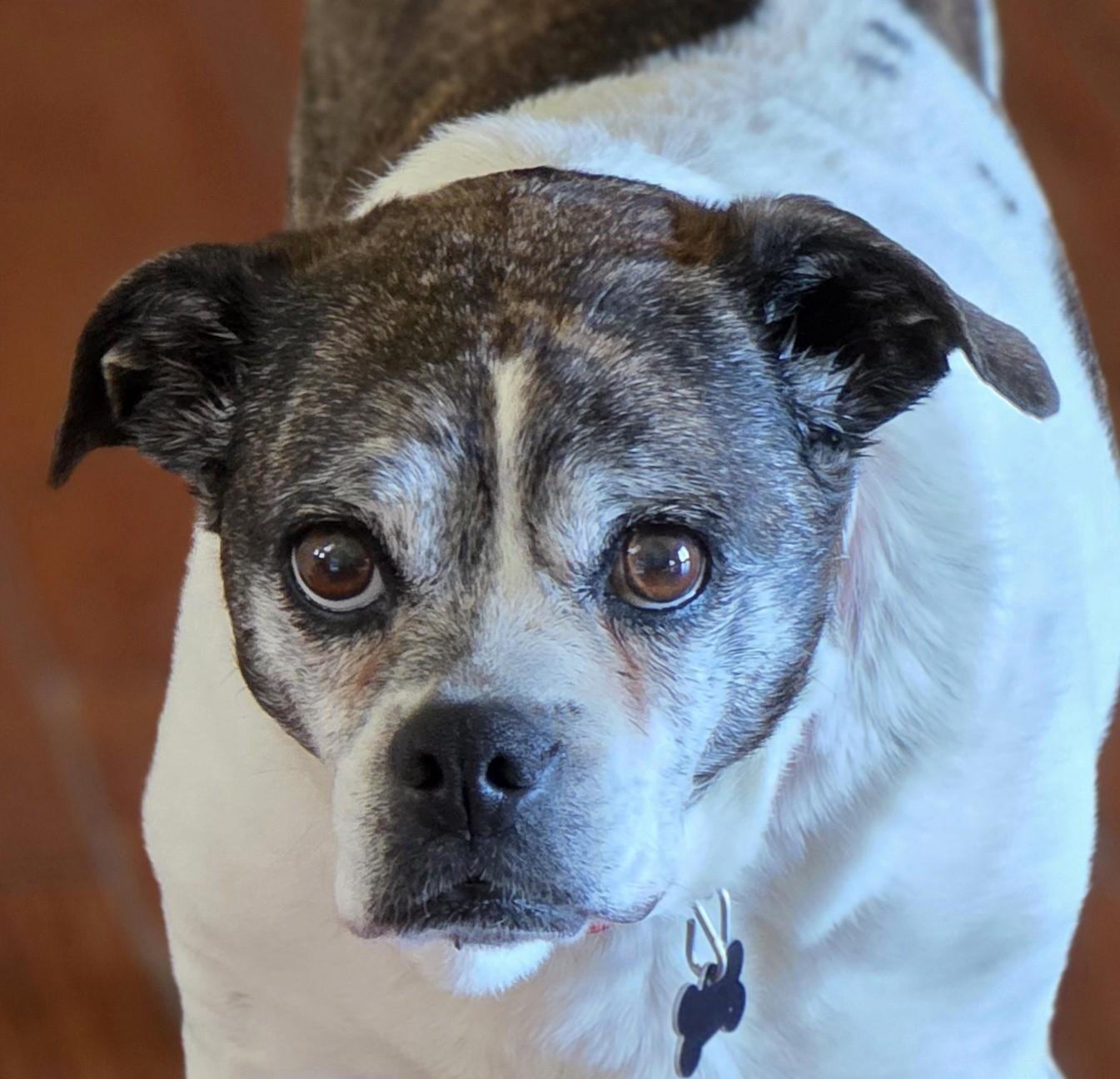 Annie, ADOPTABLE, Senior Female Pug.